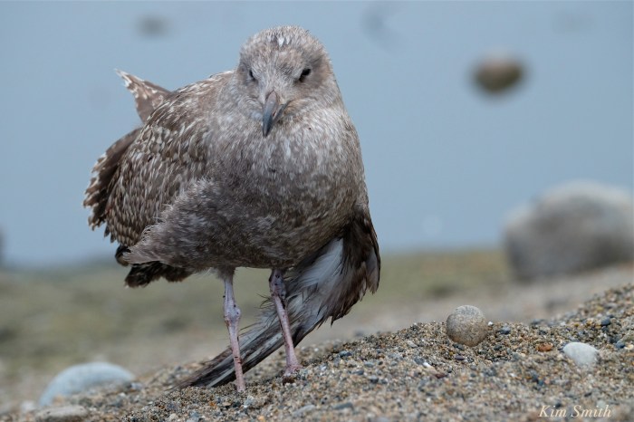 injured-gull-copyright-kim-smith3
