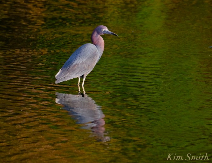 little-blue-heron-egretta-caerulea-cape-ann-copyright-kim-smith