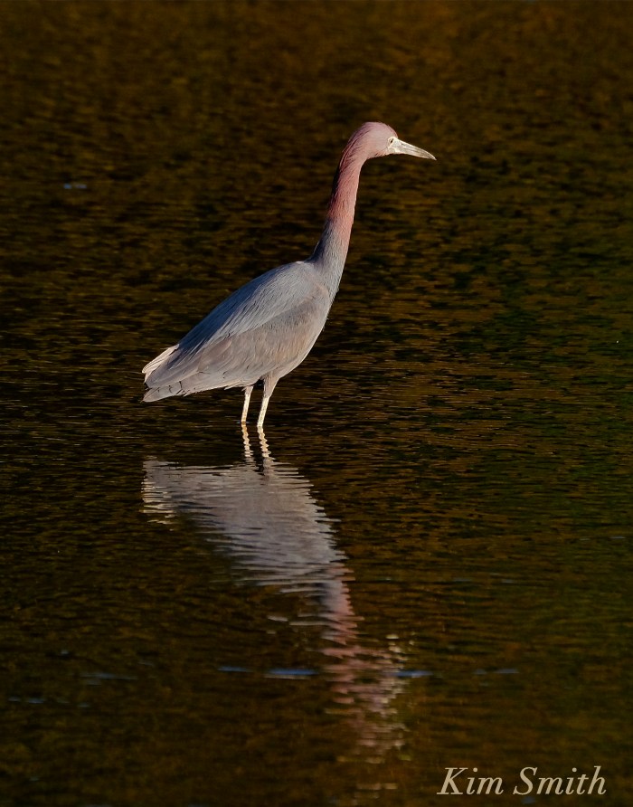 little-blue-heron-massachusetts-egretta-caerulea-copyright-kim-smith