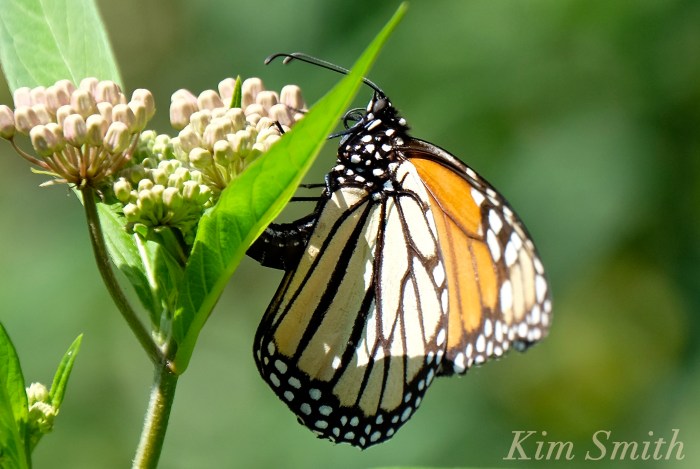 monarch-butterfly-depositing-egg-milkweed-copyright-kim-smith