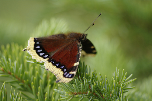 mourning_cloak_butterfly_in_south_central_alaska