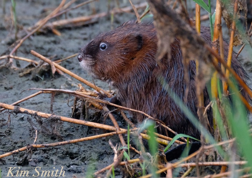 muskrat-massachusetts-copyright-kim-smith