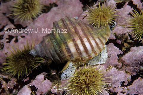 neptunea_decemcostata_live