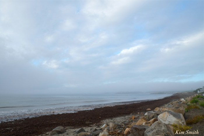 pebble-beach-seaweed-foogy-morning-copyright-kim-smith