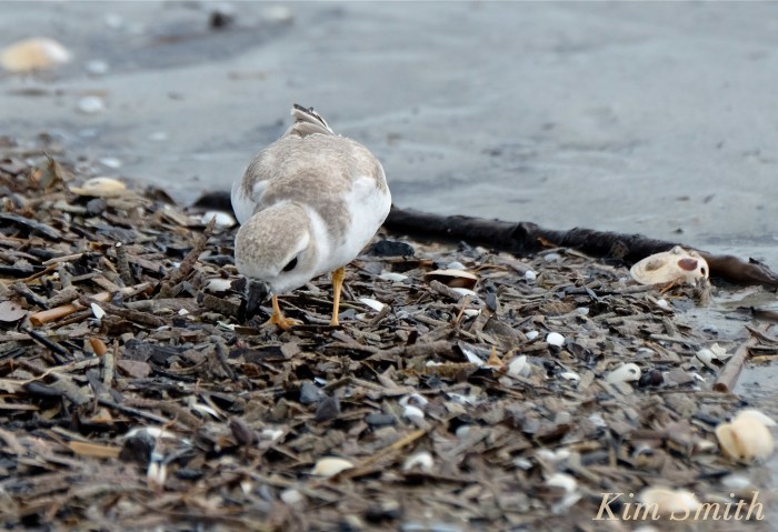 piping-plovers-hermine-eating-copyright-kim-smith