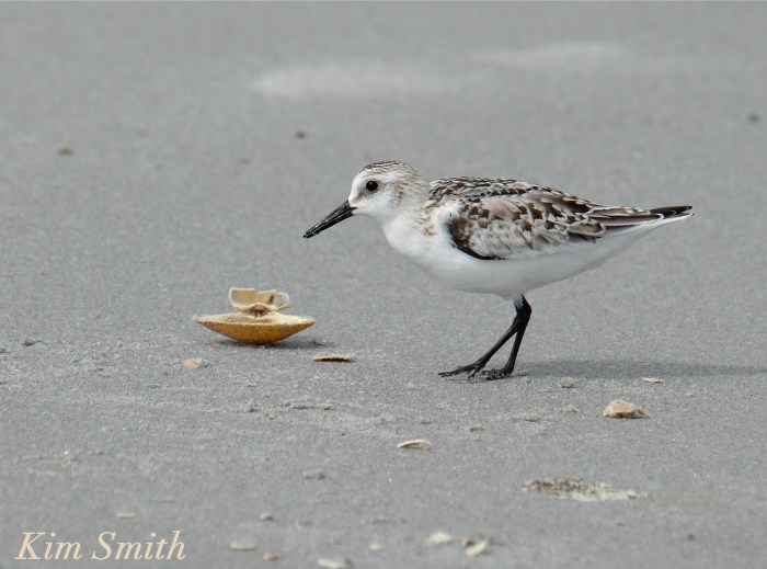 sanderling-eating-clam-copyright-kim-smith