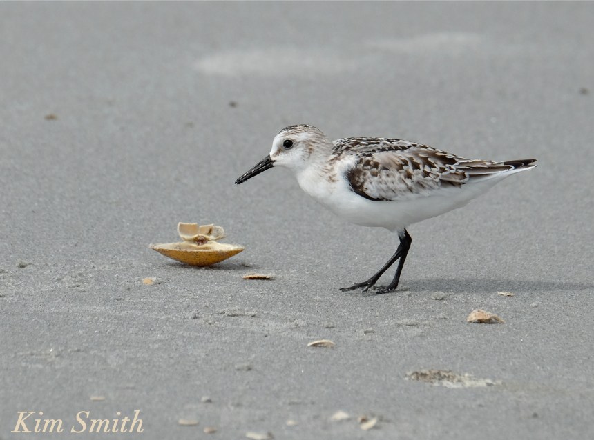 sanderling-eating-clam-copyright-kim-smith