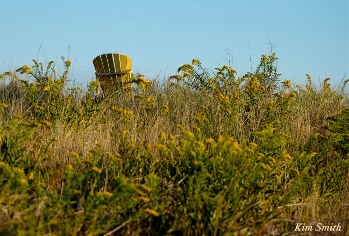 seaside-goldenrod-solidago-sempervirens-gloucester-copyright-kim-smith