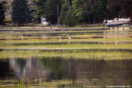 september-21-2016-egrets-behind-friendlys
