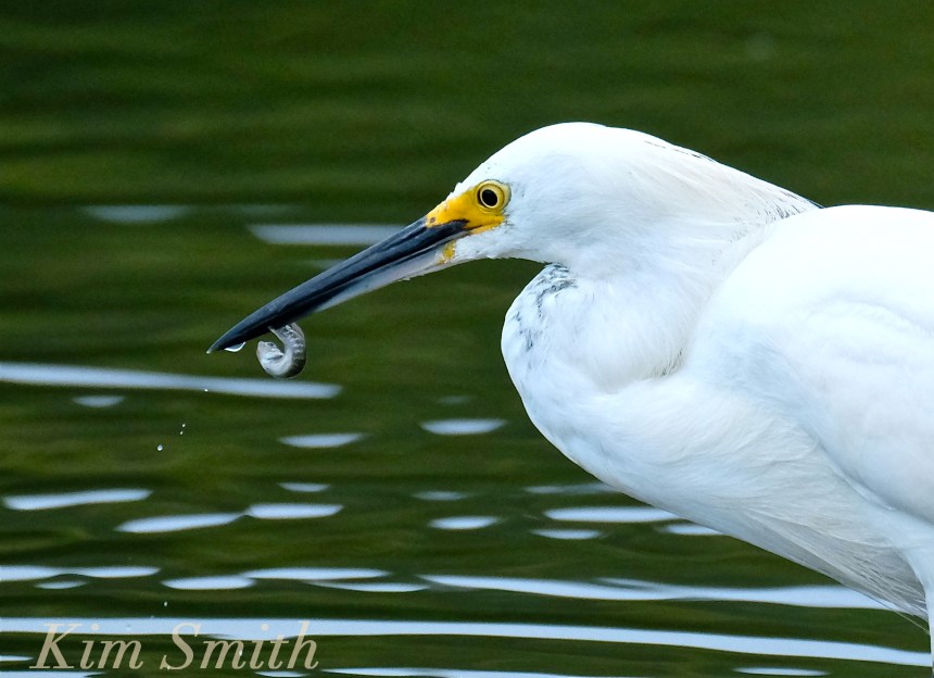 snowy-egret-minnow-in-mouth-copyright-kim-smith