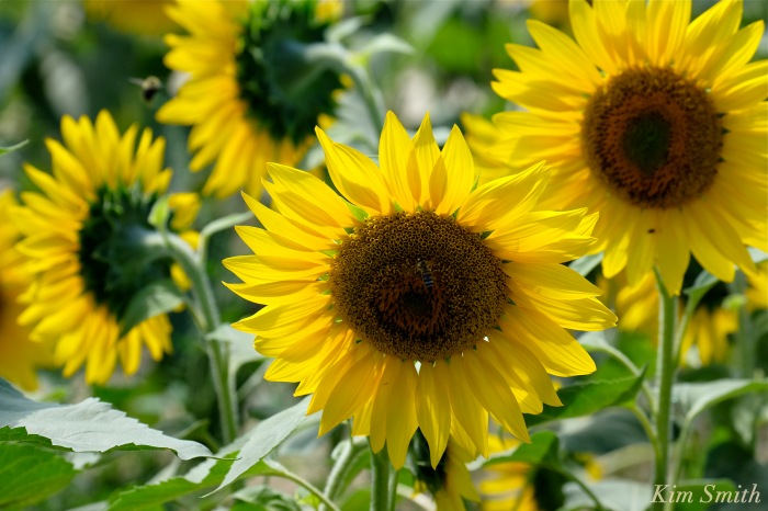 sunflower-helianthus-annuus-2-copyright-kim-smith