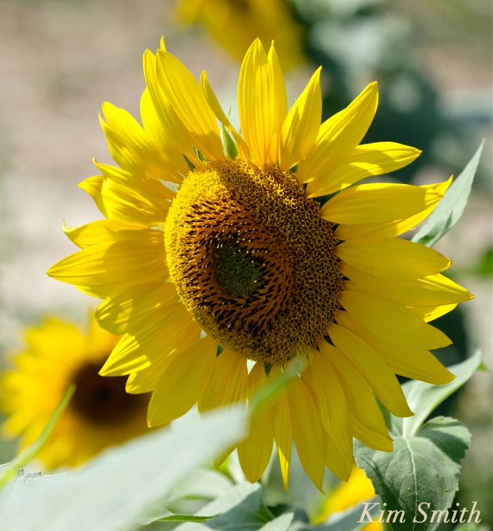 sunflower-helianthus-annuus-copyright-kim-smith