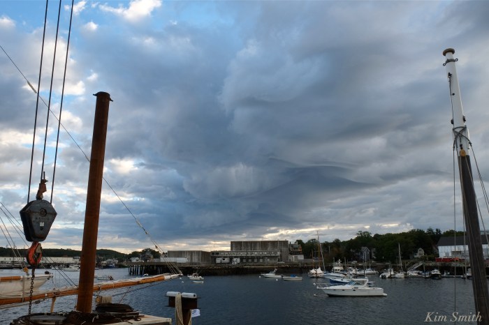 Undulatus asperatus -2 copyright Kim Smith