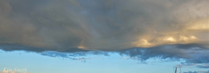 Undulatus asperatus copyright Kim Smith