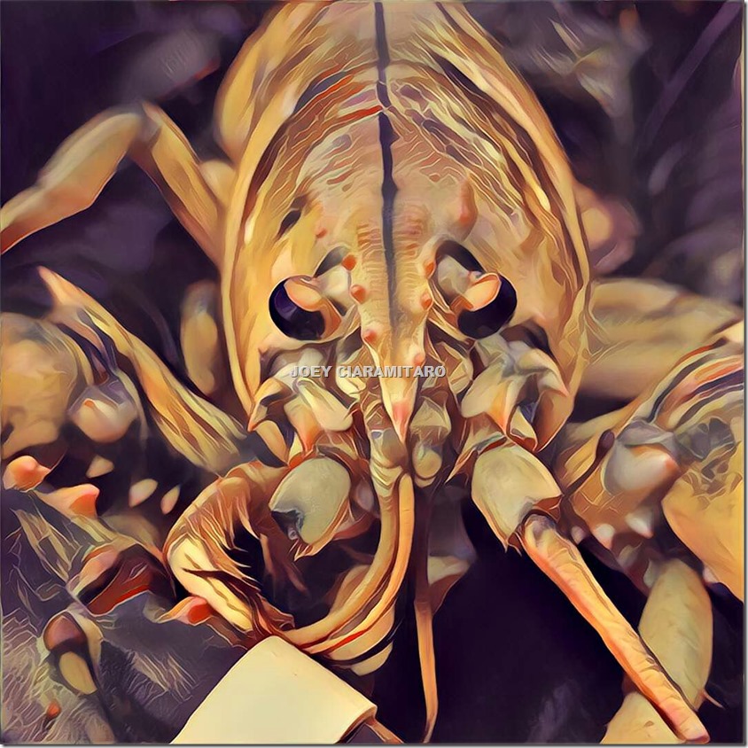 yellowlobsterartjoeyciaramitaro