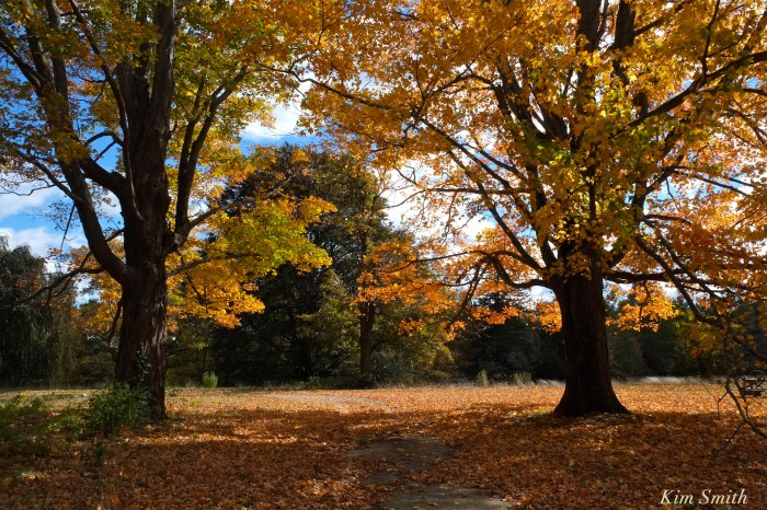 autumn-foliage-sugar-maples-copyright-kim-smith