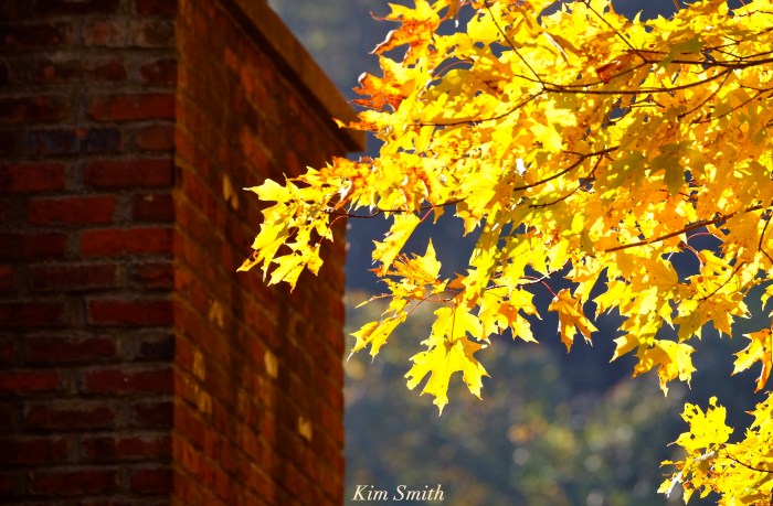 fall-foliage-maple-leaves-2-copyright-kim-smith