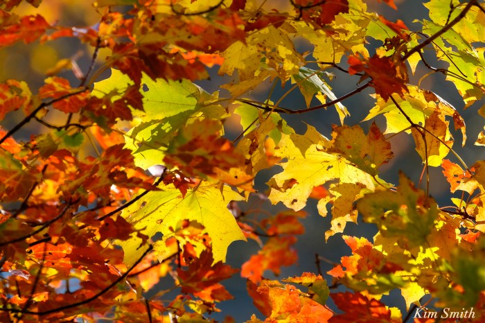 fall-foliage-maple-leaves-copyright-kim-smith