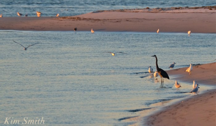 great-blue-heron-essex-river-copyright-kim-smith