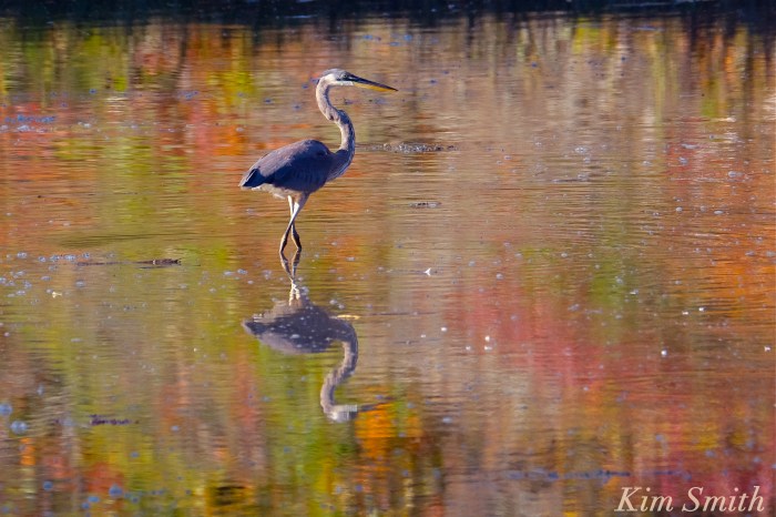 great-blue-heron-lobster-cove-copyright-kim-smith