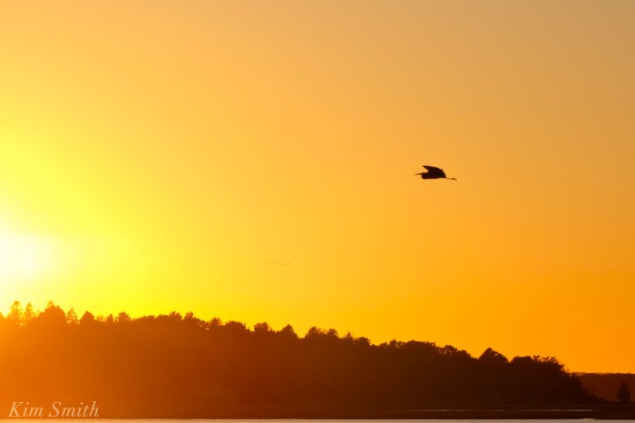 great-blue-heron-sunset-copyright-kim-smith