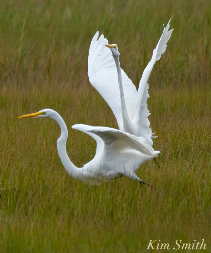 great-egret-battle-ardea-alba-1-copyright-kim-smith-copy