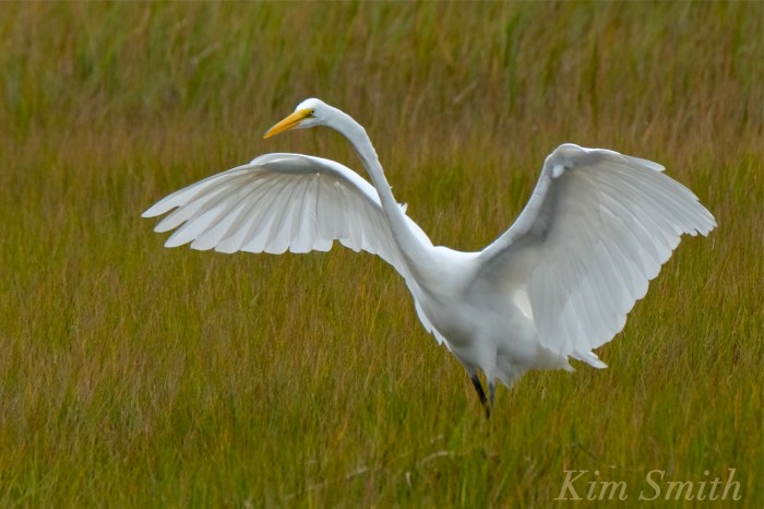 great-egret-battle-ardea-alba-4-copyright-kim-smith-copy
