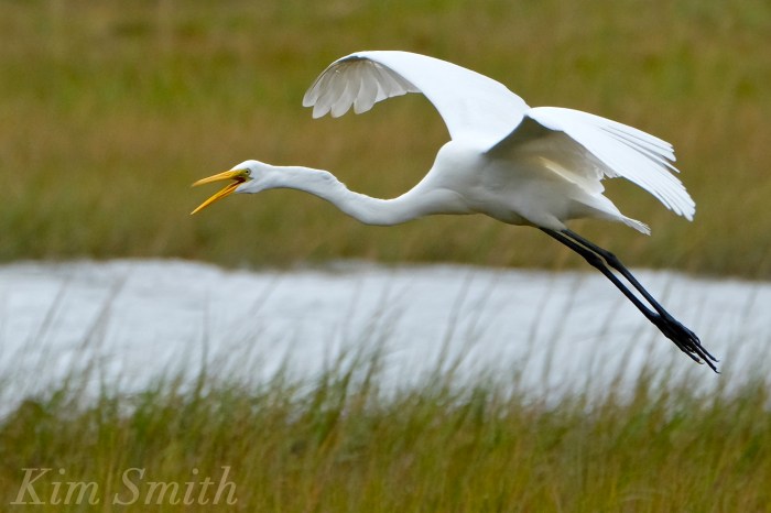 great-egret-battle-ardea-alba-5-copyright-kim-smith-copy