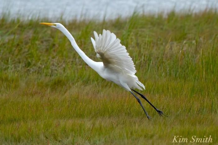 great-egret-battle-ardea-alba-6-copyright-kim-smith-copy