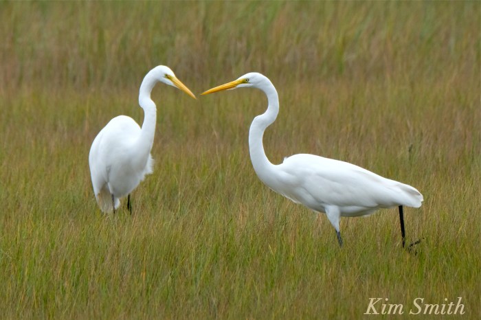 great-egret-battle-ardea-alba-copyright-kim-smith-copy