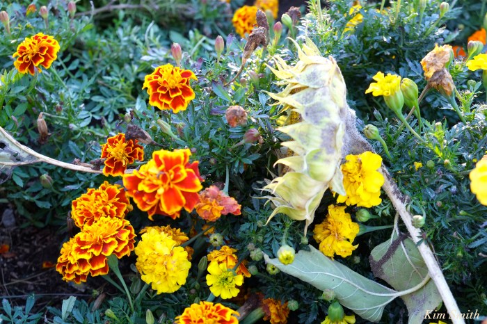 marigolds-1-cedar-rock-gardens-copyright-kim-smith