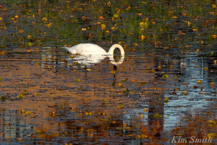 mr-swan-and-the-letter-o-copyright-kim-smith