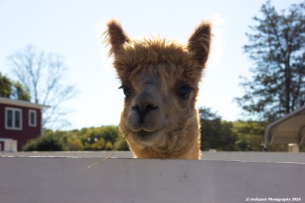 october-12-2016-alpacas-at-marshalls-farm-stand