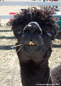 october-12-2016-interesting-teeth