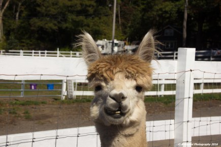 october-12-2016-smile-for-the-camera