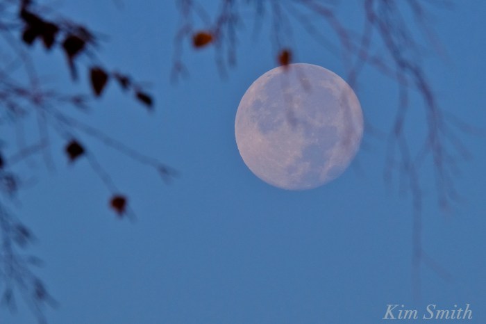 october-hunter-moon-copyright-kim-smith