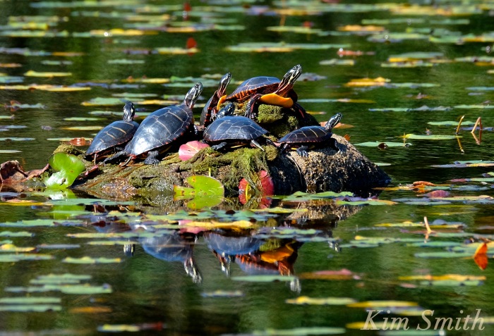 painted-turtles-niles-pond-gloucester-copyright-kim-smith