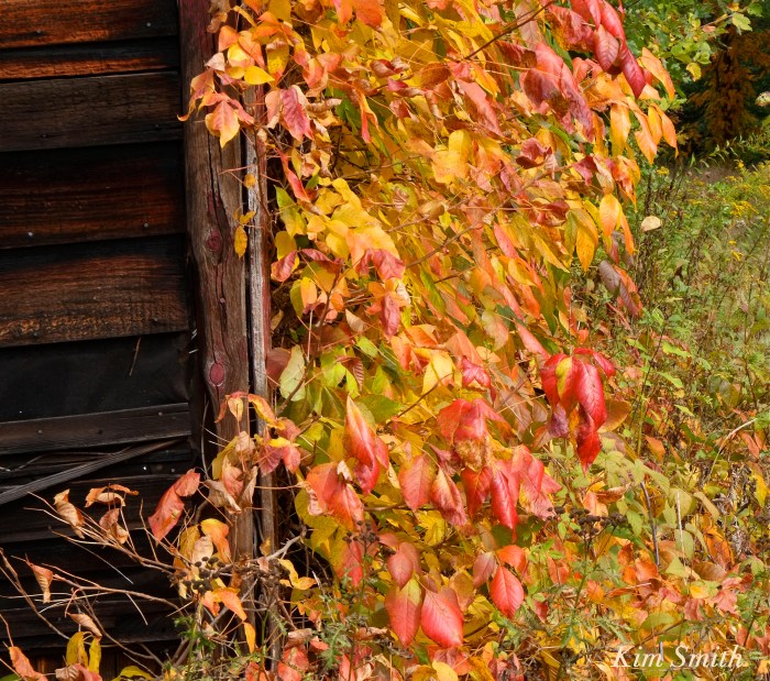 poison-ivy-in-autumn-toxicodendron-radicans-copyright-kim-smith