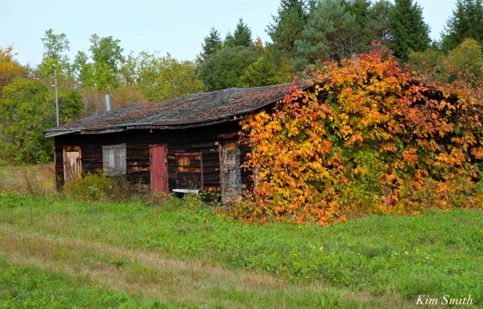 poison-ivy-vine-in-fall-toxicodendron-radicans-copyright-kim-smith