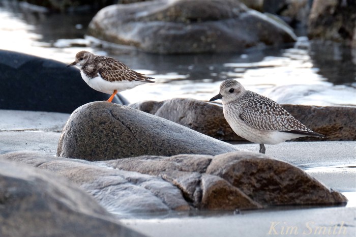 ruddy-turnstone-black-bellied-plover-massachusetts-copyright-kim-smith