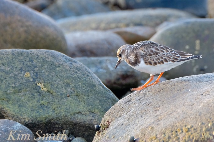 ruddy-turnstone-rockport-massachusetts-copyright-kim-smith