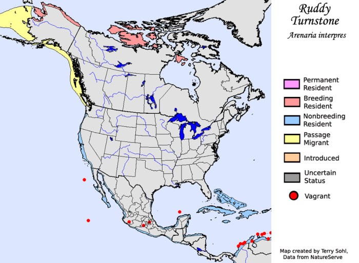 ruddy_turnstone_map_big