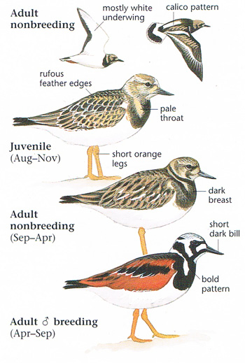 ruddyturnstone