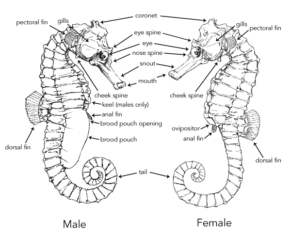 seahorse-anatomy-male-female