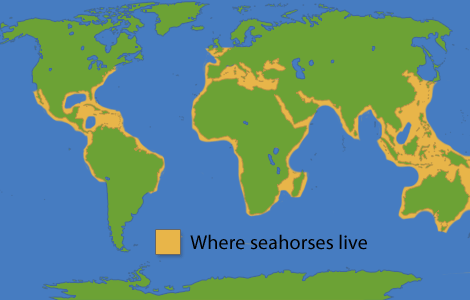 seahorse-map