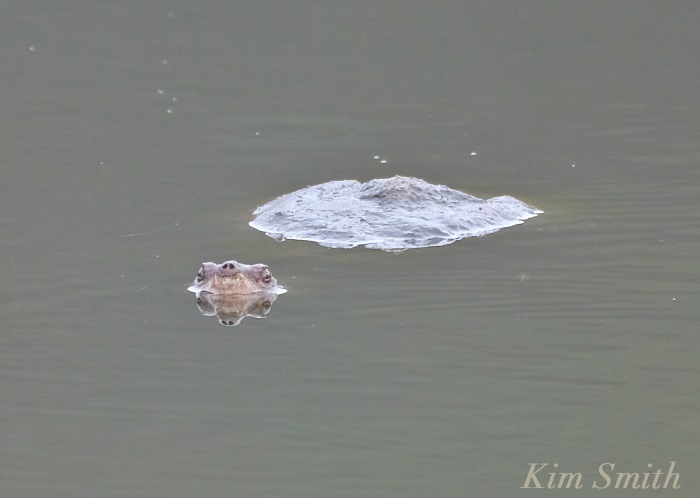 snapping-turtle-henrys-pond-copyright-kim-smith