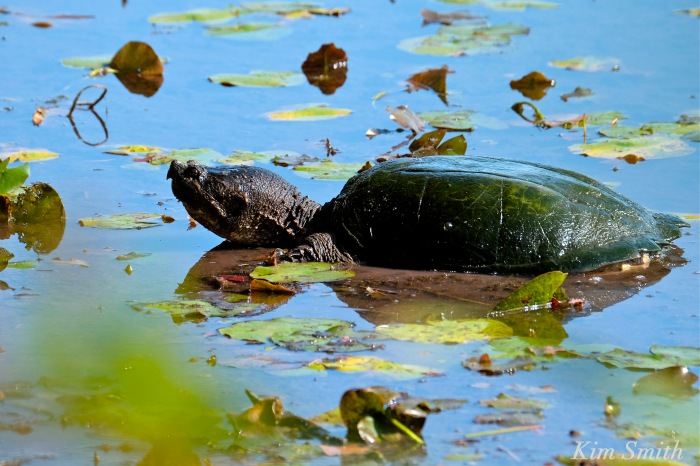 snapping-turtle-niles-pond-gloucester-copyright-kim-smith