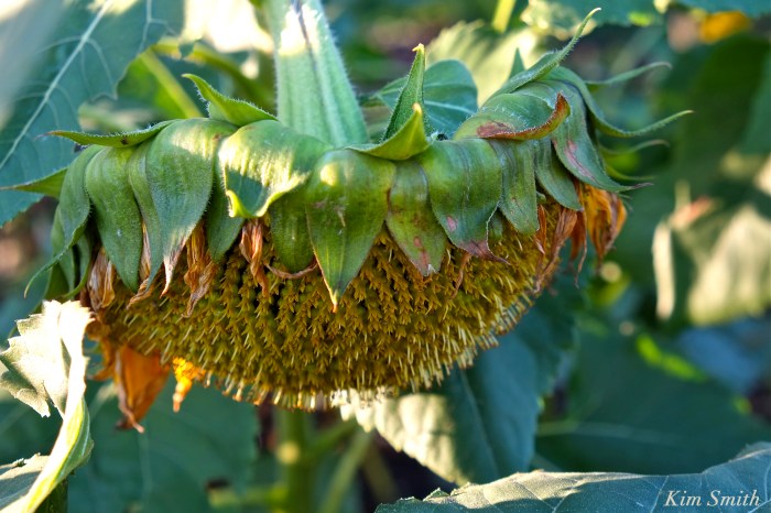 sunflower-seed-head-cedar-rock-gardens-copyright-kim-smith
