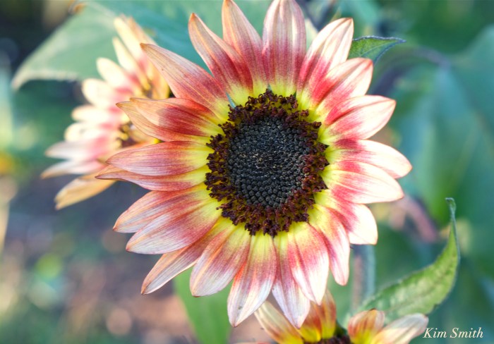 sunflowers-1-cedar-rock-gardens-copyright-kim-smith