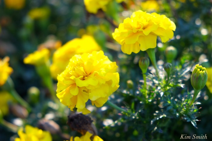 yellow-marigolds-cedar-rock-gardens-copyright-kim-smith